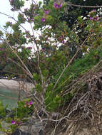 Image of myrtle-leaf milkwort