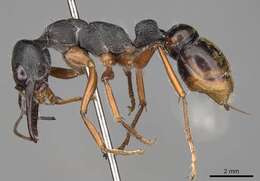 Image of Bull ants