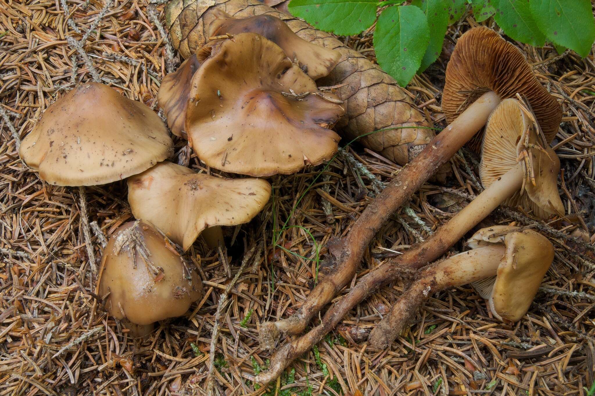 Image of Phaeocollybia lugubris (Fr.) R. Heim 1931