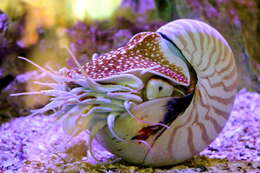 Image of chambered nautilus