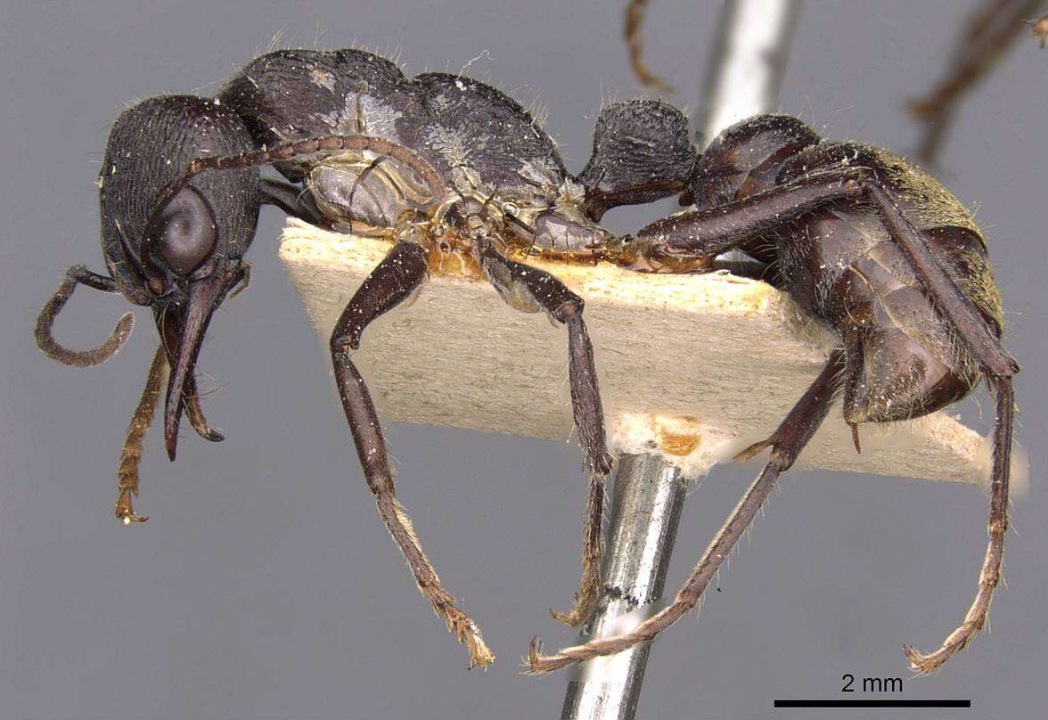 Image of Bull ants