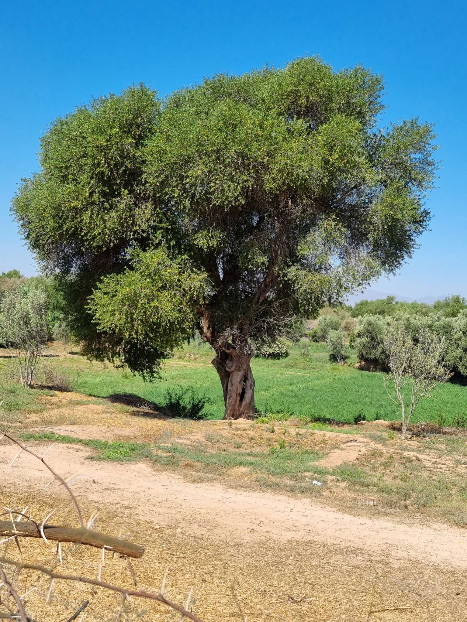 Слика од Sideroxylon spinosum L.