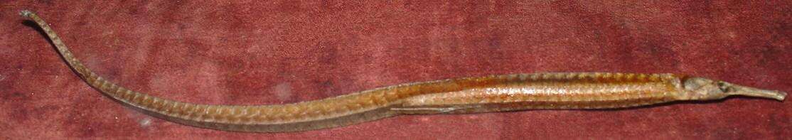 Image of Longsnout pipefish