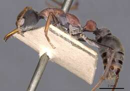 Image of Bull ants