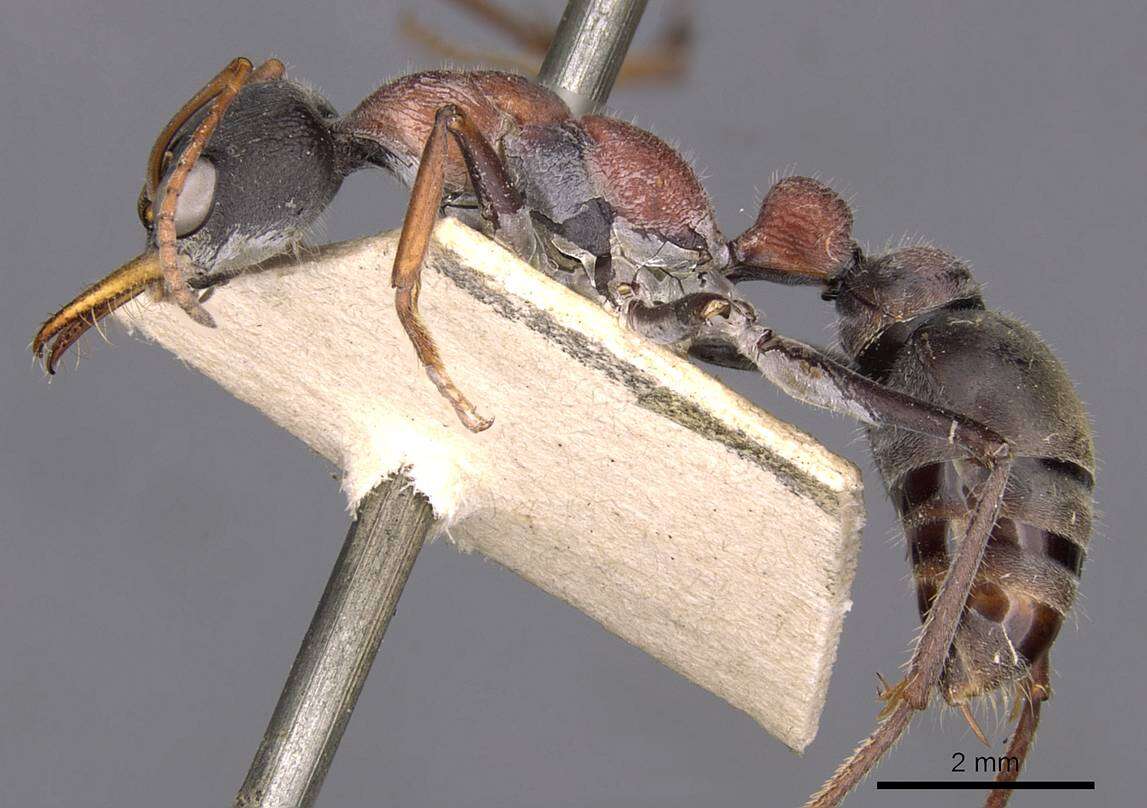 Image of Bull ants