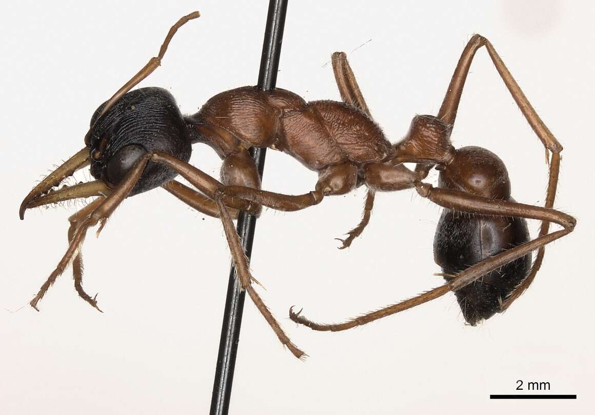 Image of Bull ants