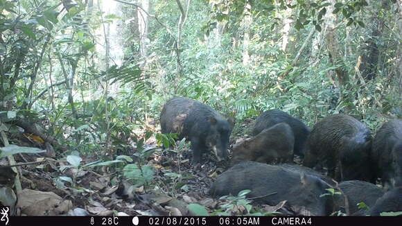 Image of white-lipped peccary