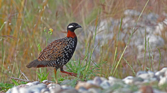 Image of Black Francolin