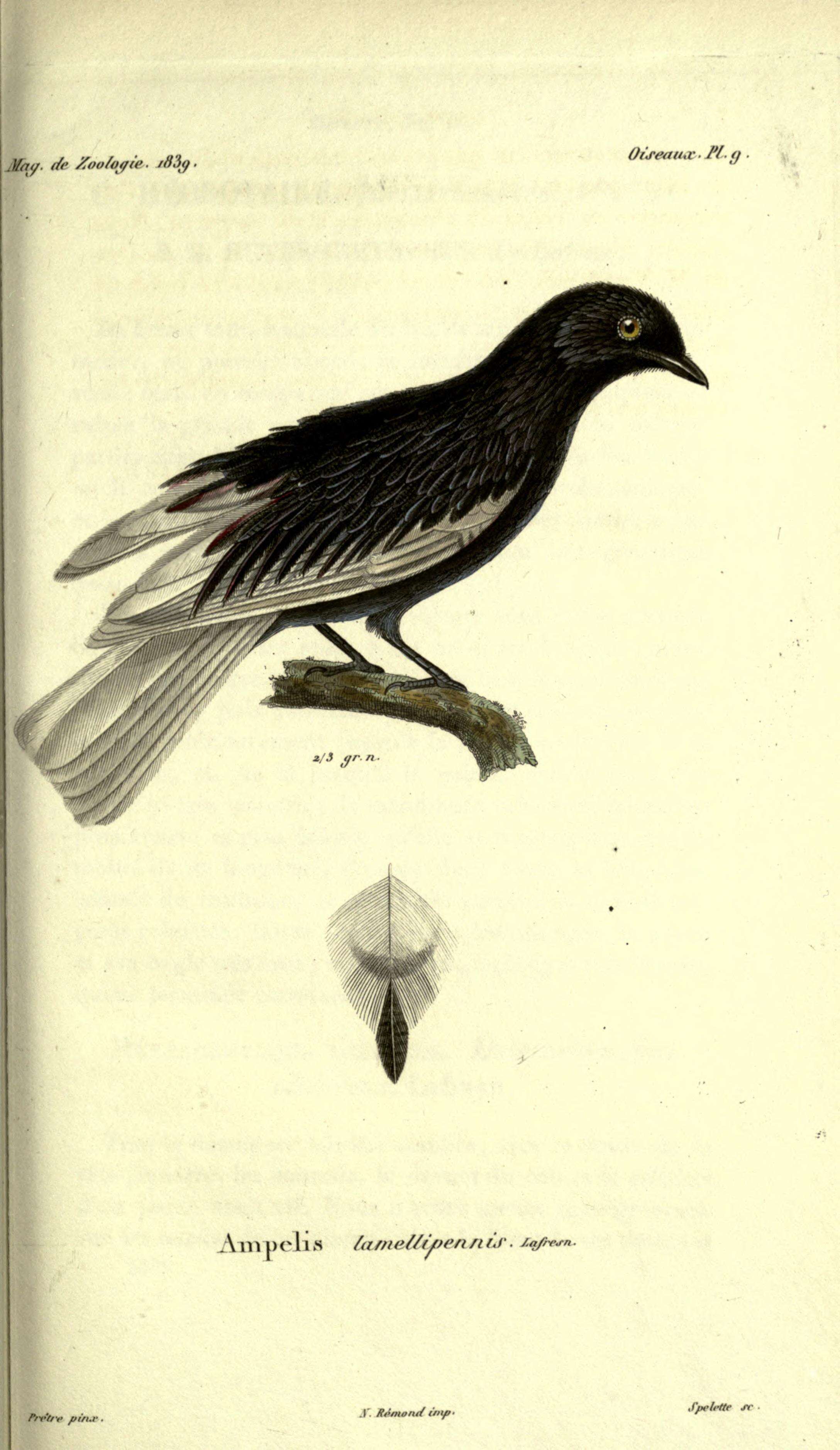 Image of White-tailed Cotinga