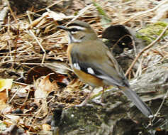 Image of Bearded Scrub Robin