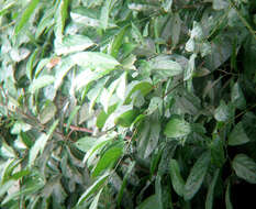 Image of Lesser Green Leafbird