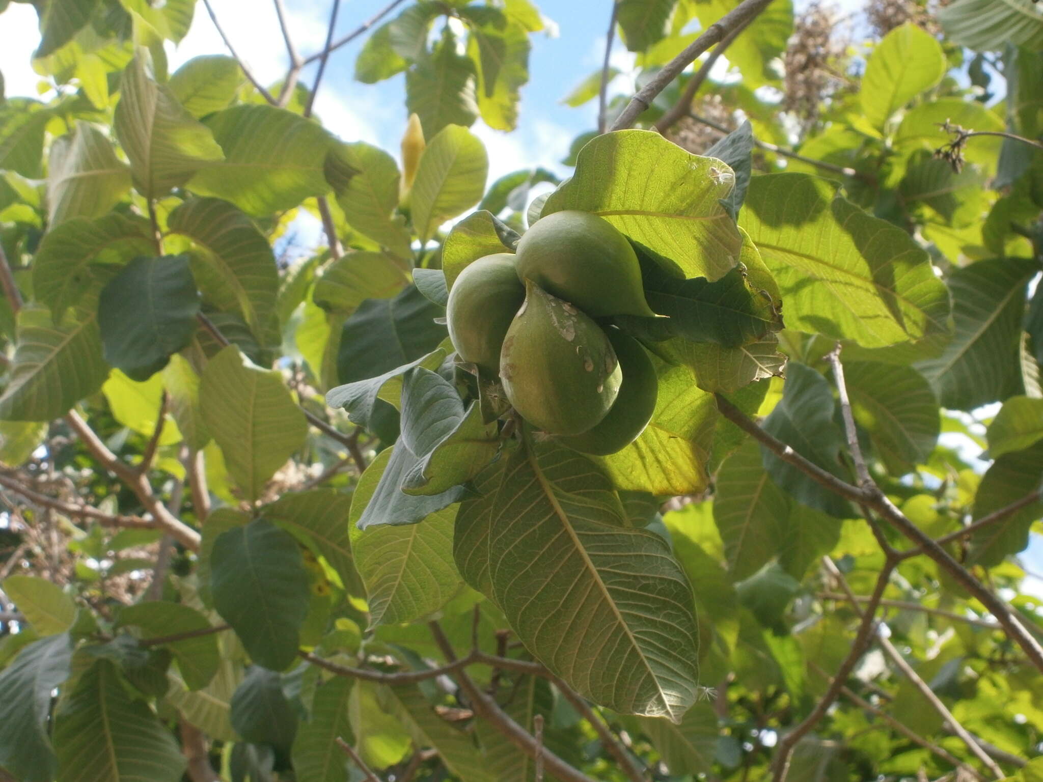 Sivun Tabernaemontana glabra (Benth.) A. O. Simões & M. E. Endress kuva