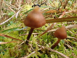 Image of Psilocybe subcaerulipes Hongo 1958