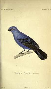 Image of Blue-and-black Tanager