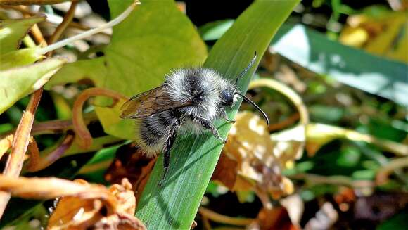 Image of Bombus veteranus (Fabricius 1793)