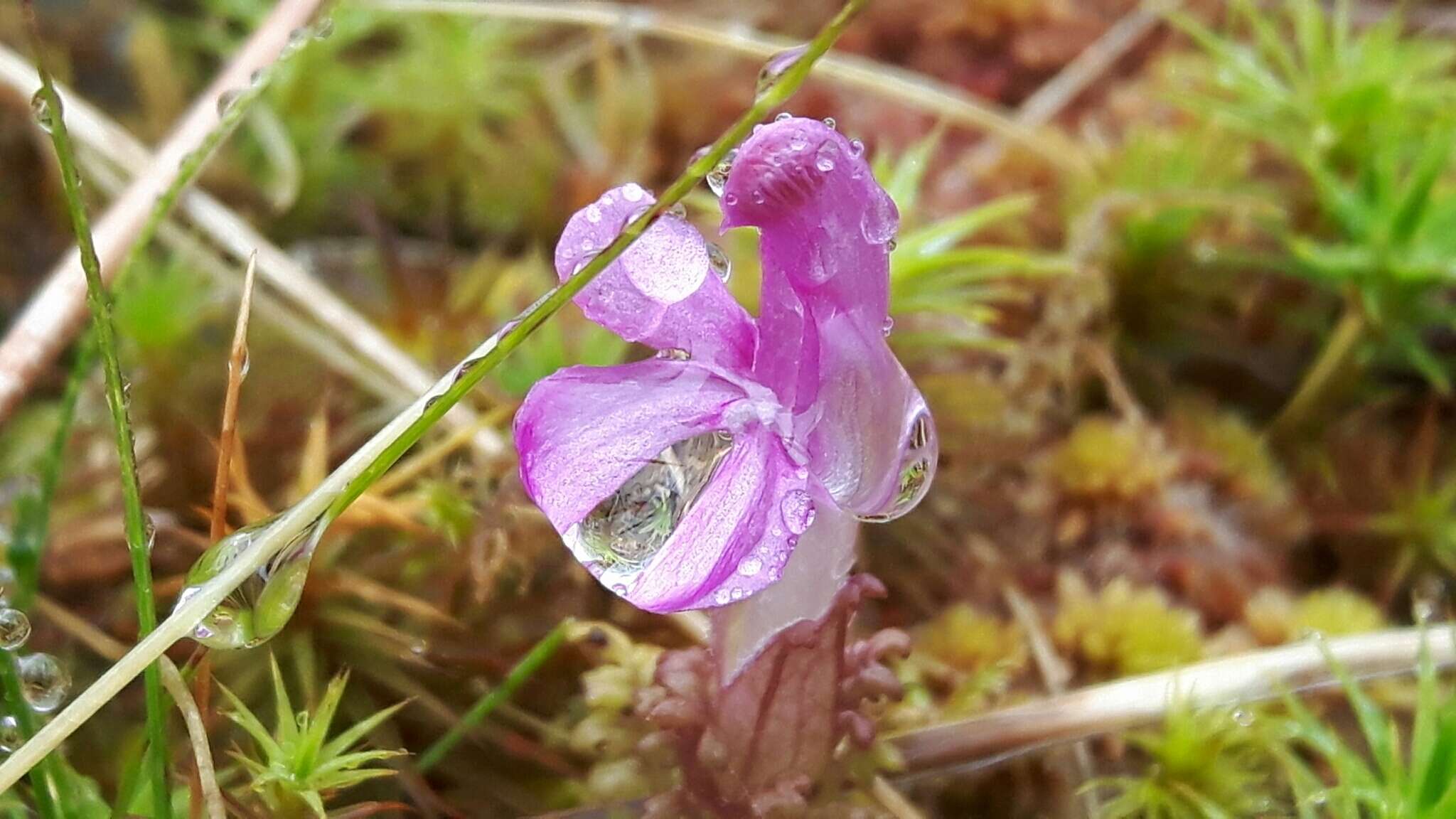 Imagem de Pedicularis sylvatica L.