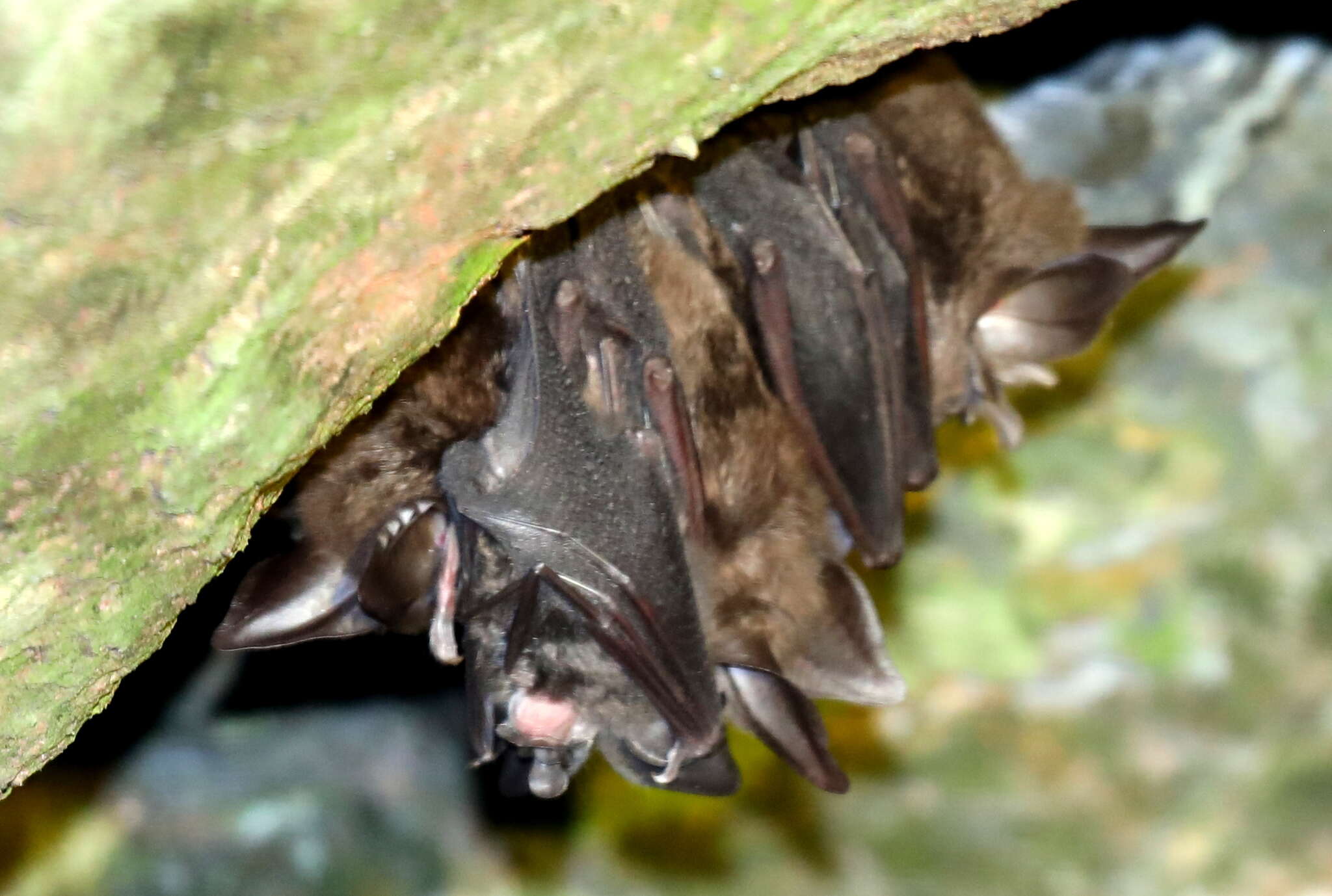Image of Ruwenzori Horseshoe Bat