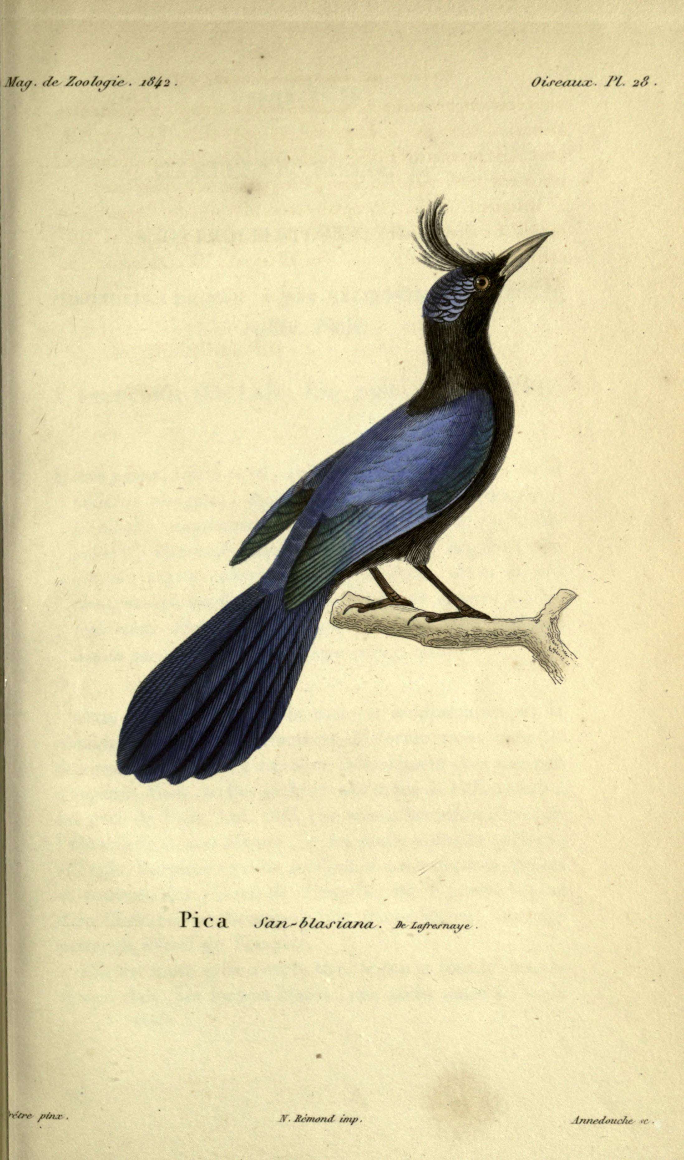 Image of San Blas Jay