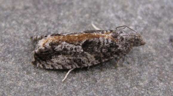 Image of Epinotia nisella Clerck 1759