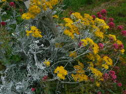 Image of Silver Ragwort