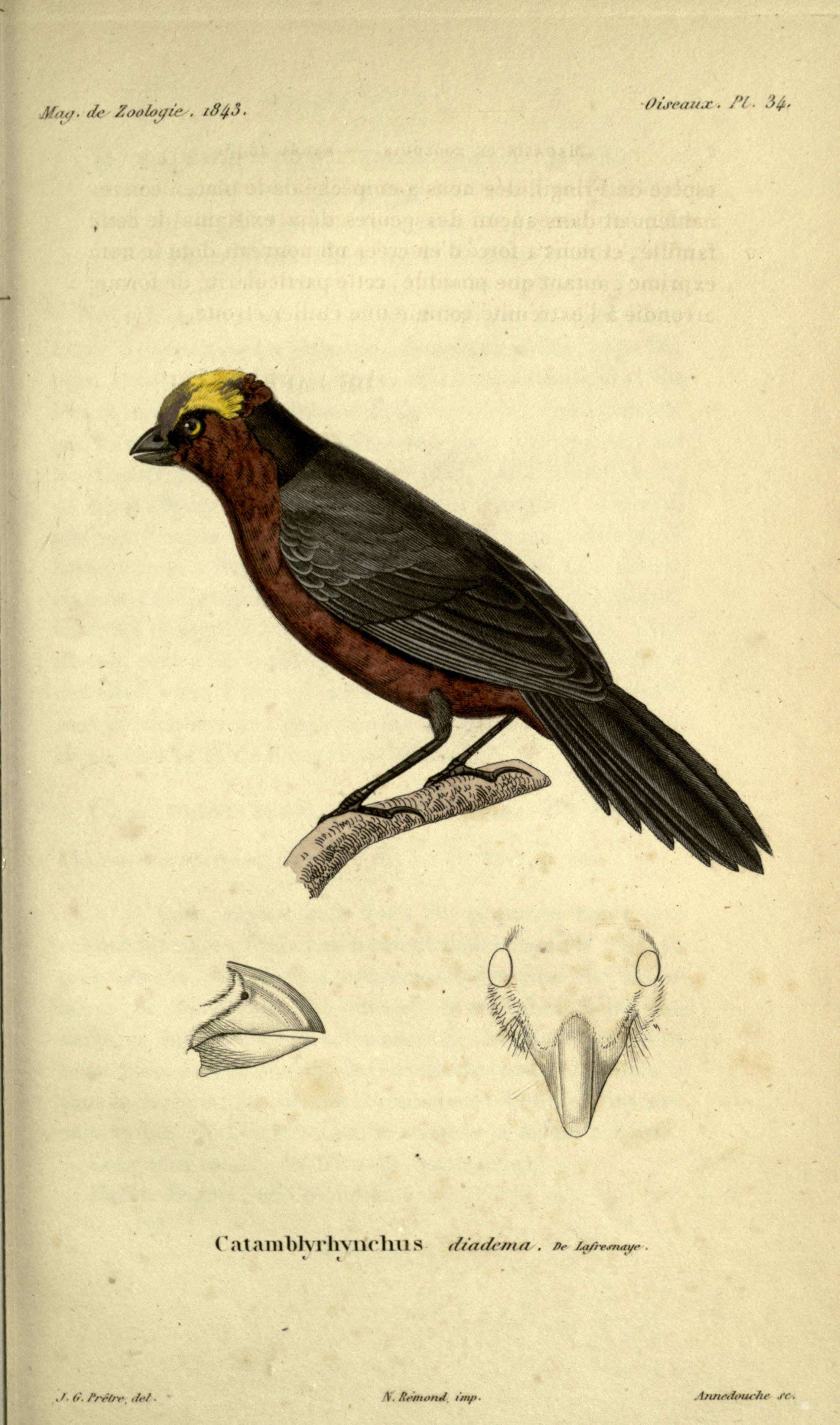 Image of Catamblyrhynchus Lafresnaye 1842