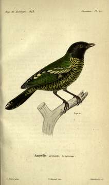 Image of Barred Fruiteater