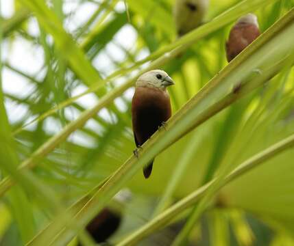 Image of White-headed Munia