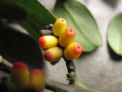 Imagem de Oryctanthus florulentus (Richard) Urb.