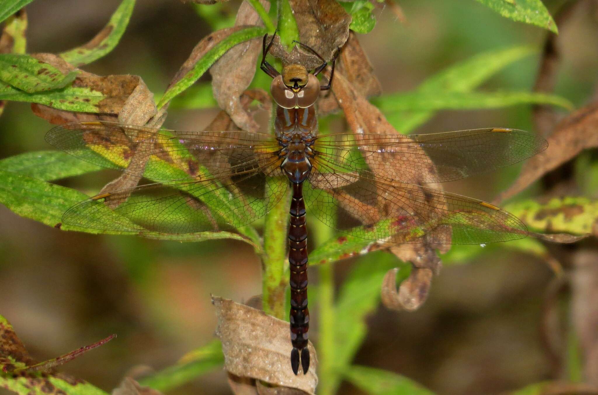 Image of Lance-Tailed Darner