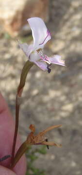 Image of Disa bifida (Thunb.) Sw.