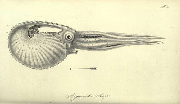 Image of Argonaut