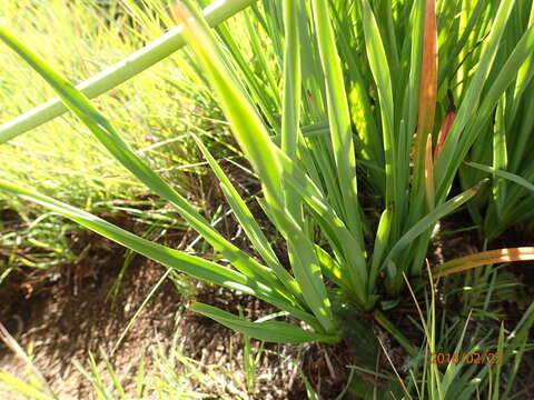 Image de Kniphofia porphyrantha Baker