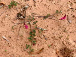 Image de Indigofera amoena Aiton