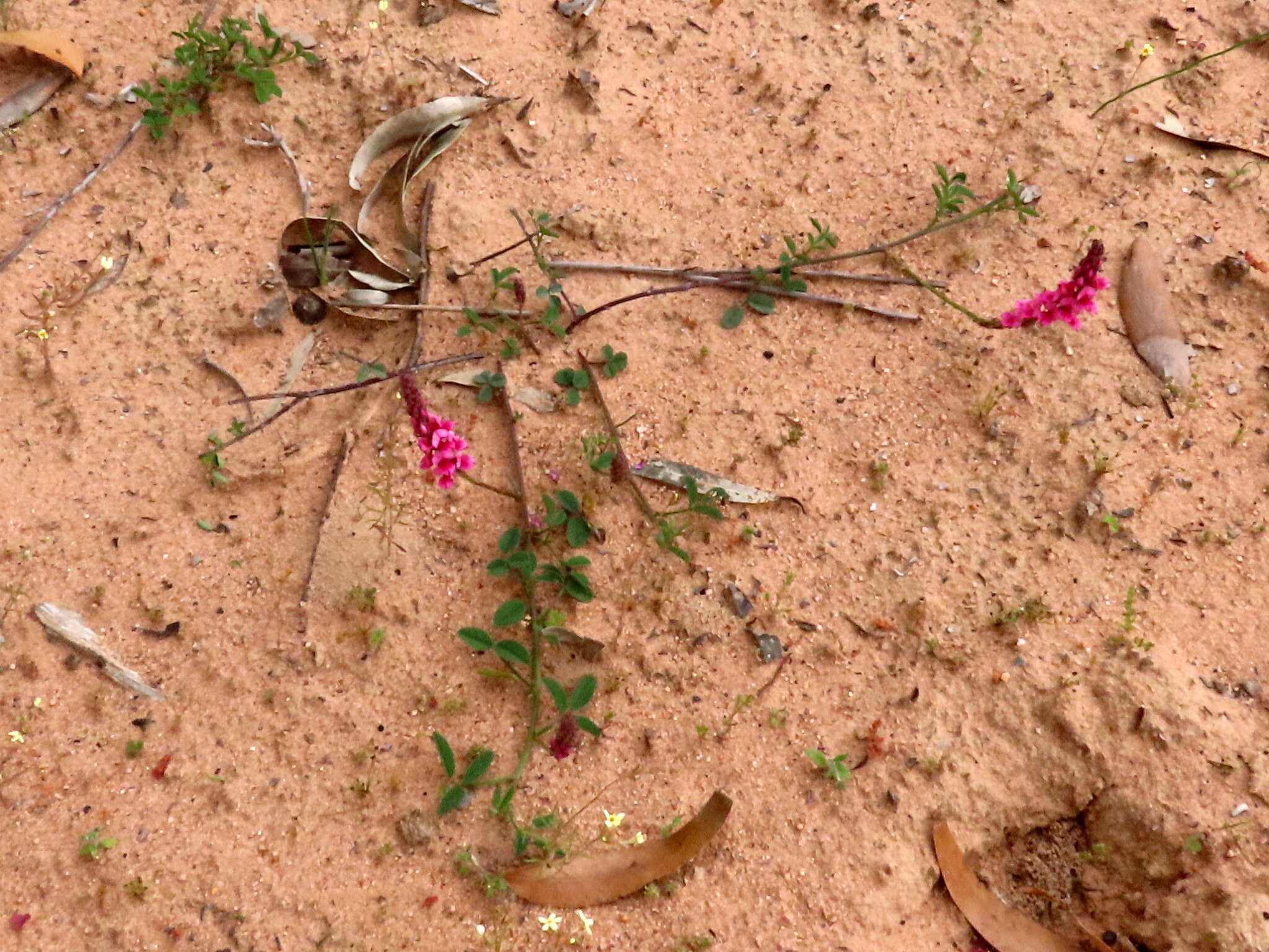 Image of Indigofera amoena Aiton