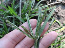 Image of Indian goosegrass