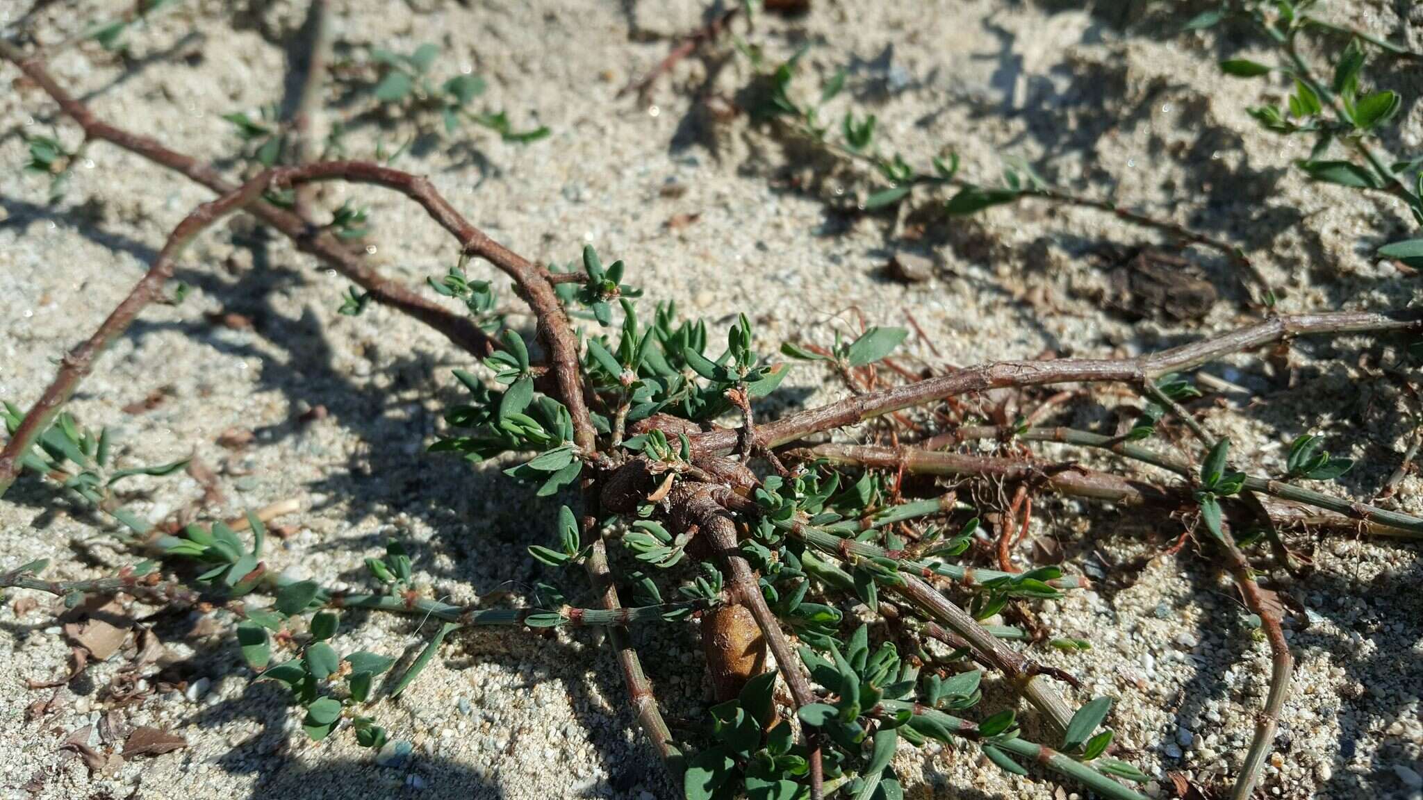 Image of Polygonum aviculare subsp. rurivagum (Boreau) Berher