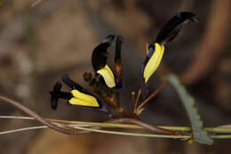 Image of black coral-pea