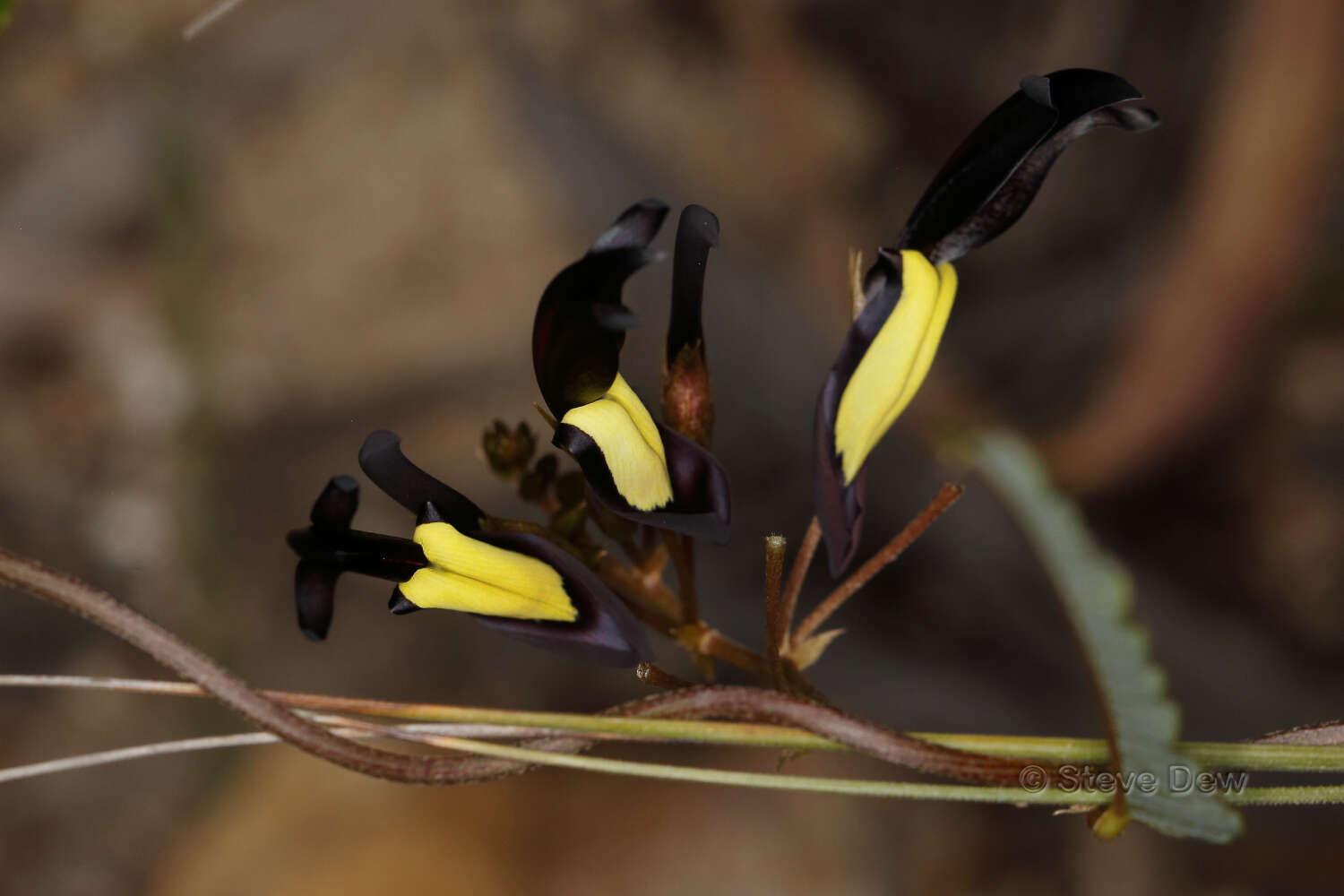 Image of black coral-pea