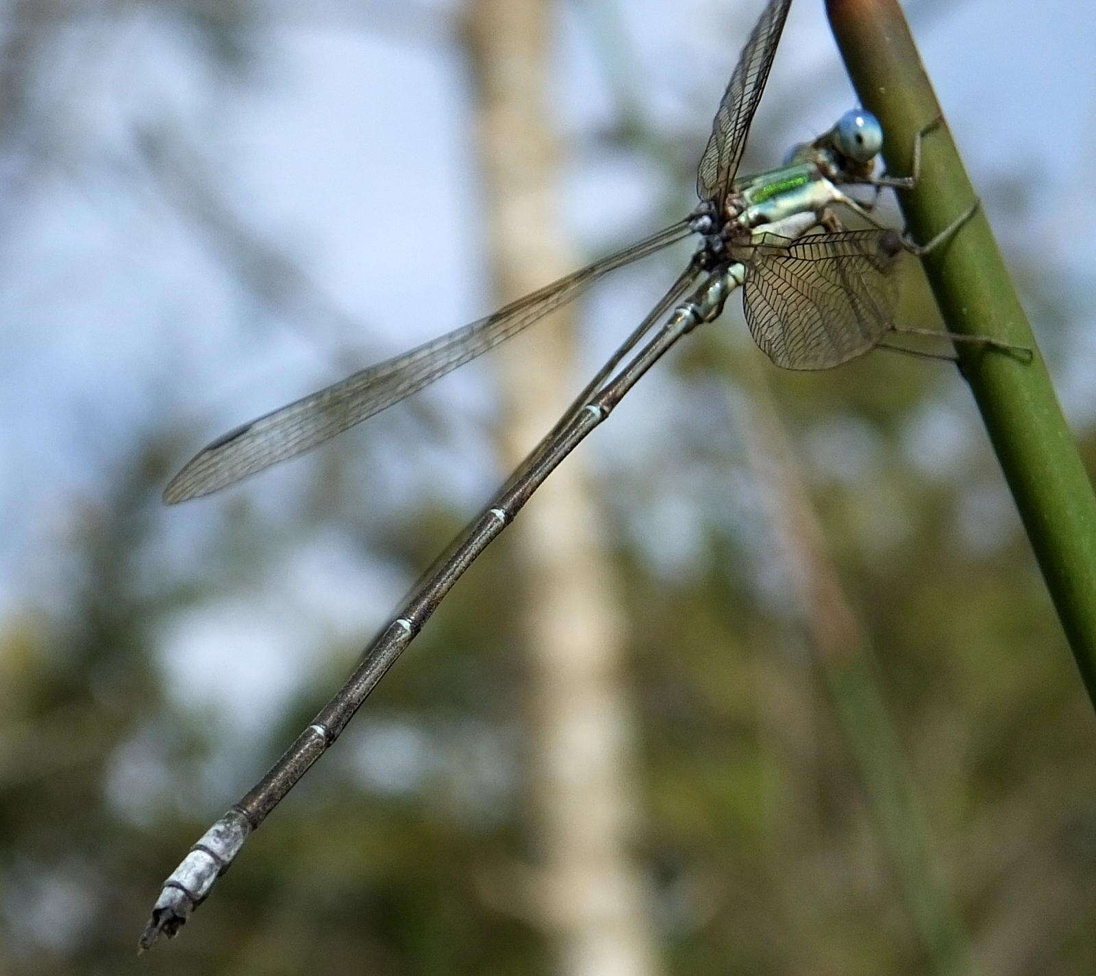 Imagem de Lestes virgatus (Burmeister 1839)