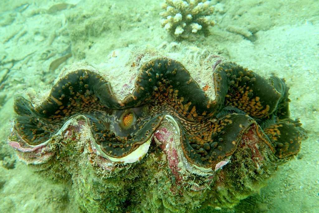 Image de Tridacna elongatissima Bianconi 1856