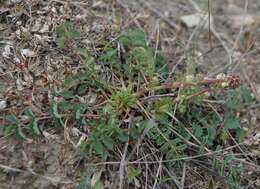 Image of Sanguisorba minor subsp. balearica (Bourg. ex Nyman) Mu