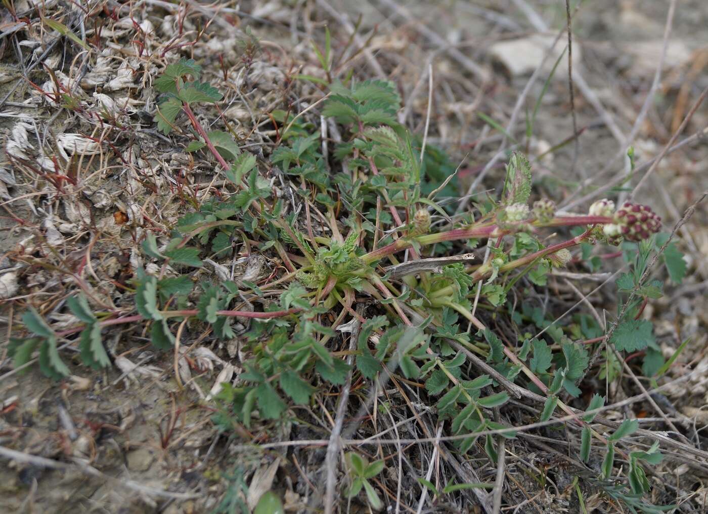 Image of Sanguisorba minor subsp. balearica (Bourg. ex Nyman) Mu