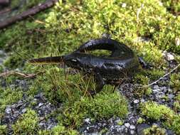 Image of Bosca's Newt