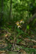 Image of Tainia cordifolia Hook. fil.