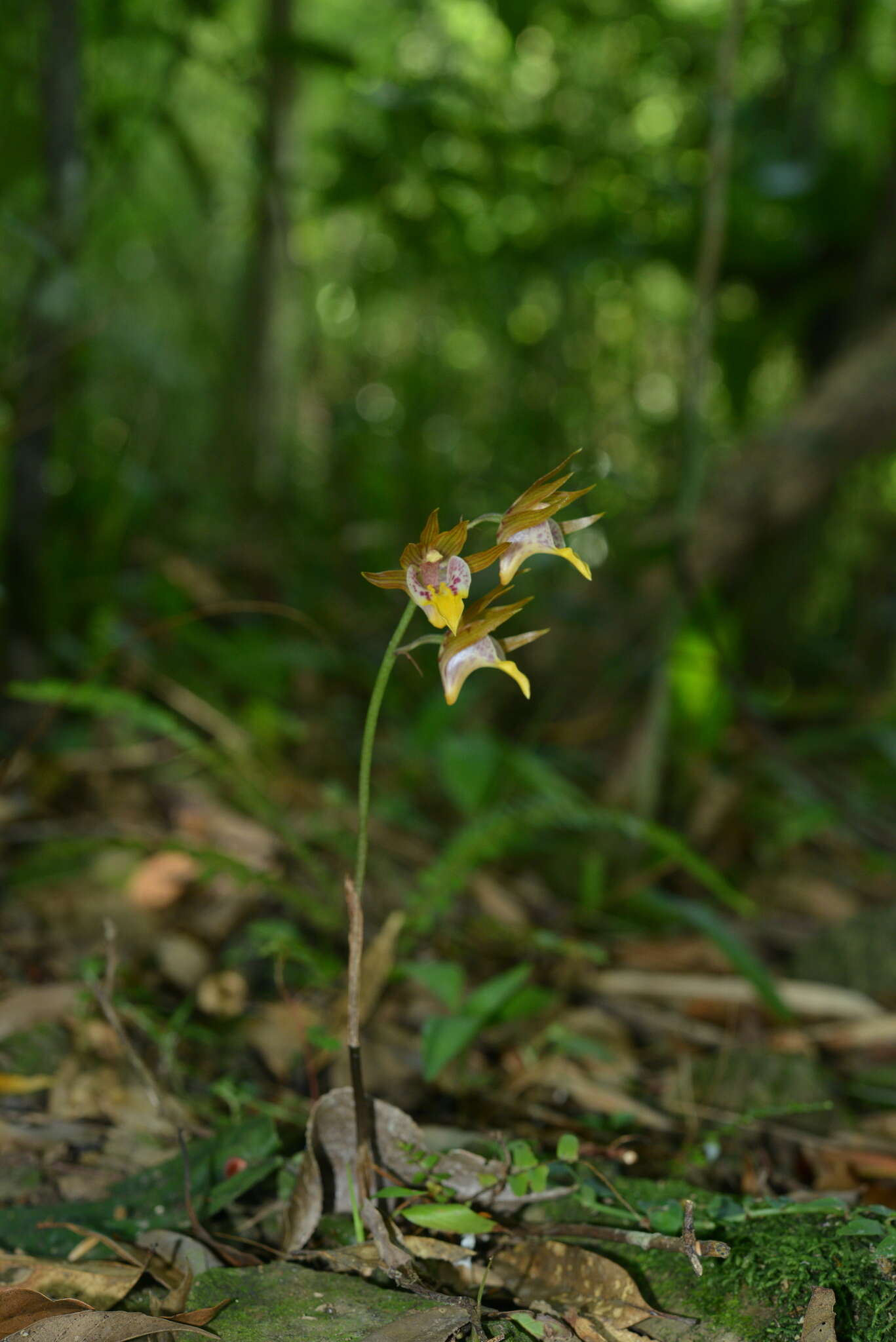 Imagem de Tainia cordifolia Hook. fil.