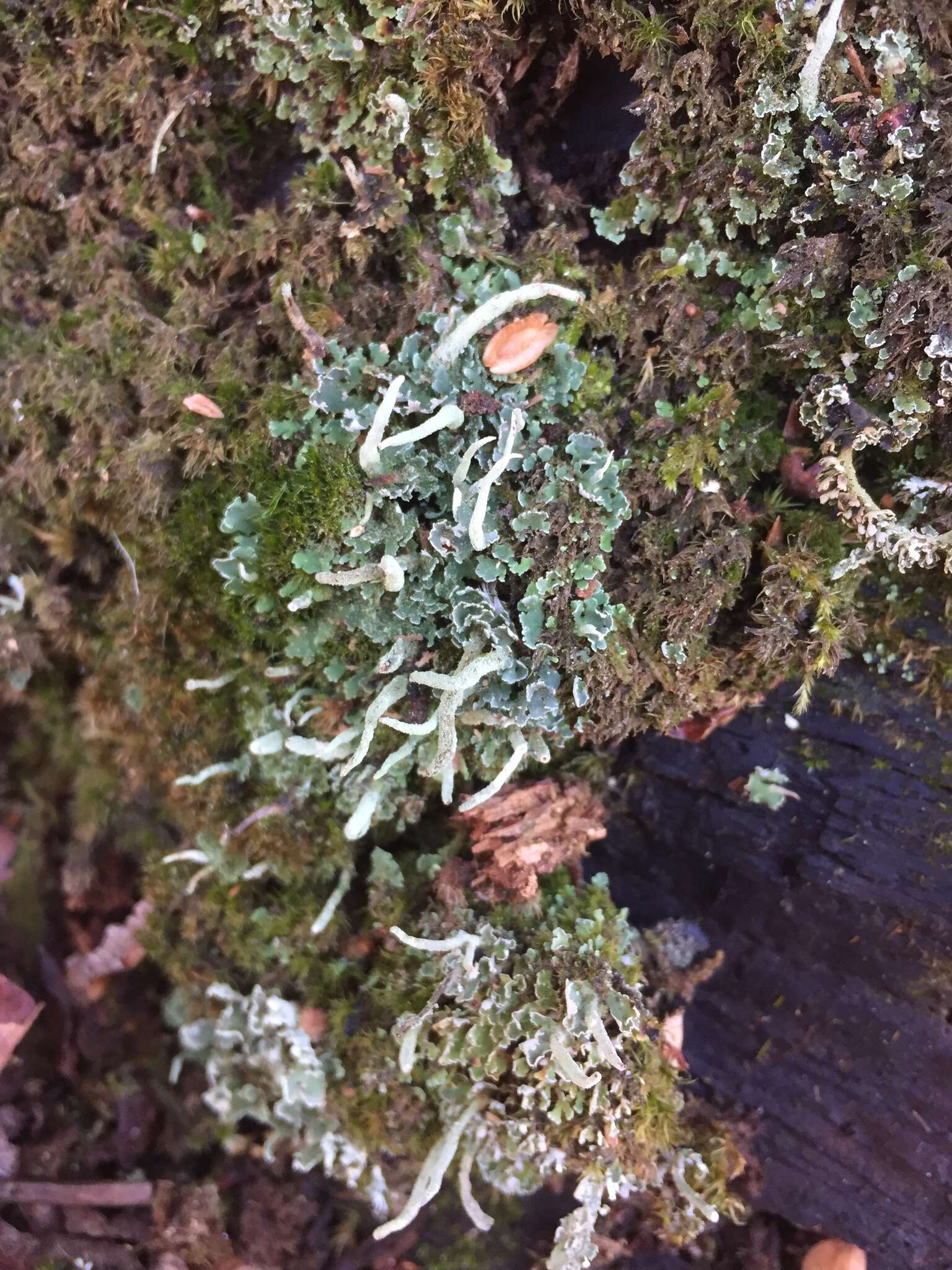 Image of cup lichen