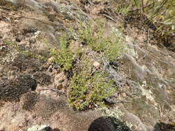 Image of Galium eriocarpum Bartl. ex DC.