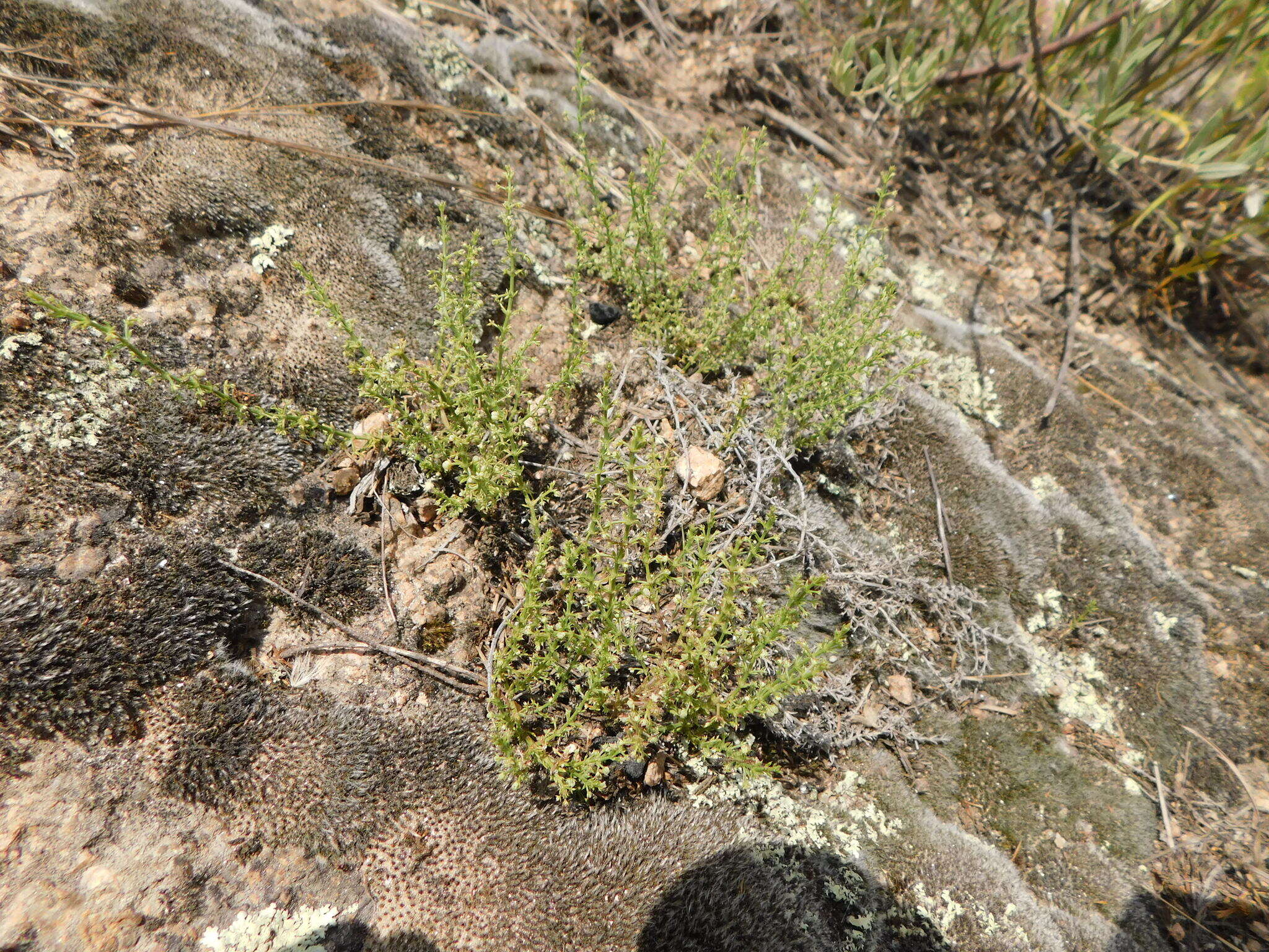 Plancia ëd Galium eriocarpum Bartl. ex DC.