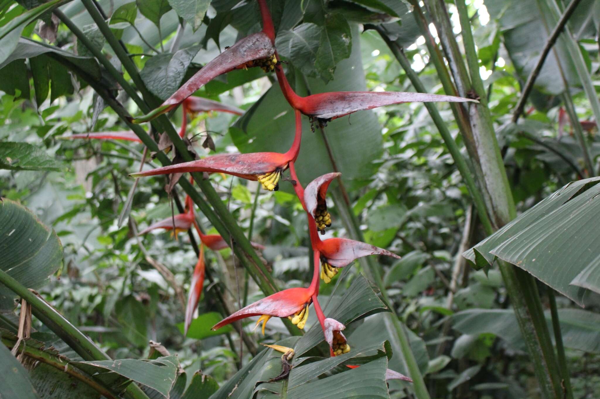 Image de Heliconia collinsiana Griggs