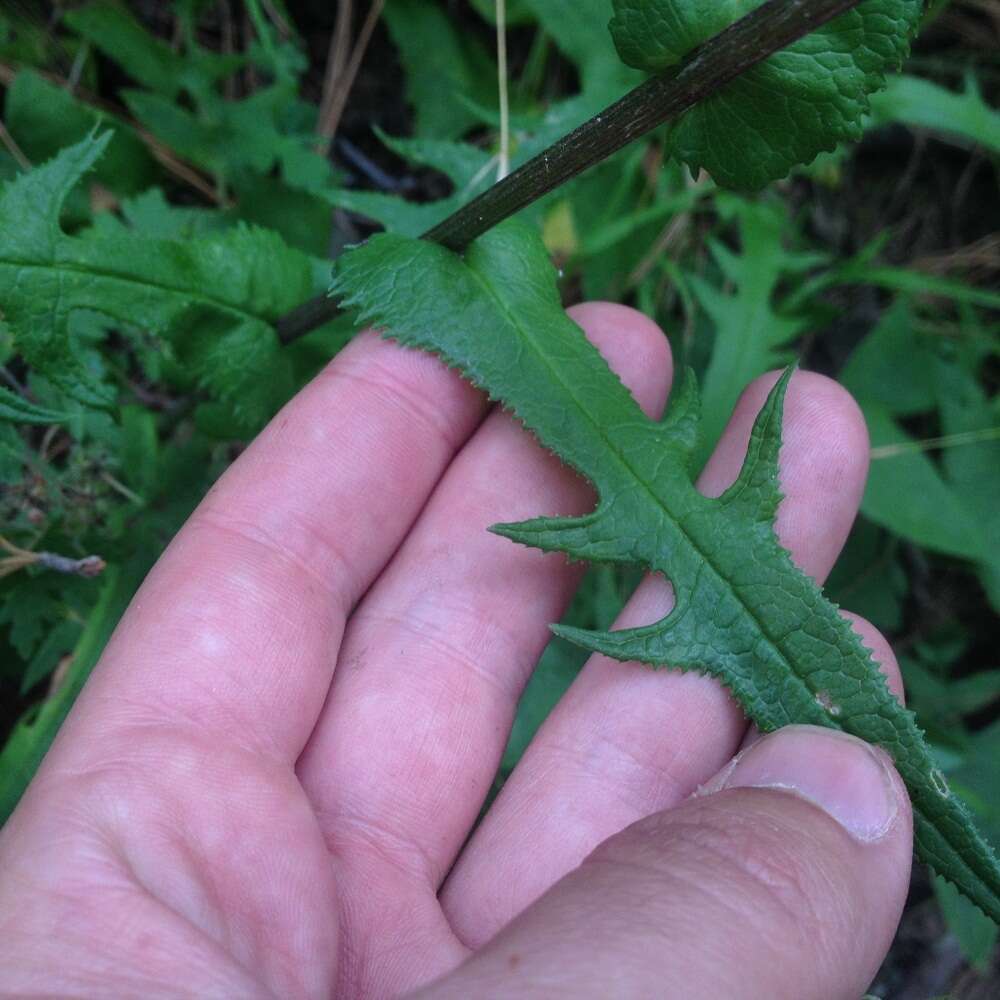 Image of Senecio callosus Sch. Bip.